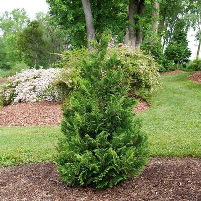 Chamaecyparis pisifera Cedar Rapids&reg;