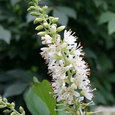 Clethra alnifolia Sugartina&reg;