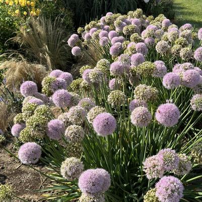 Allium Bubble Bath