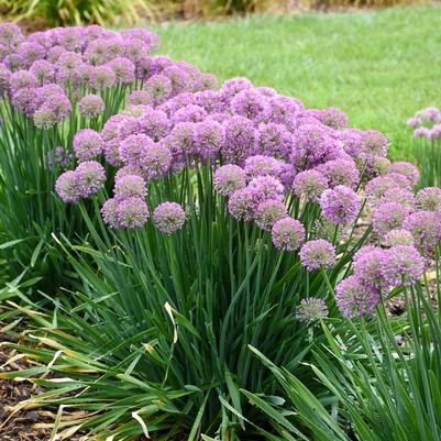 Allium Serendipity