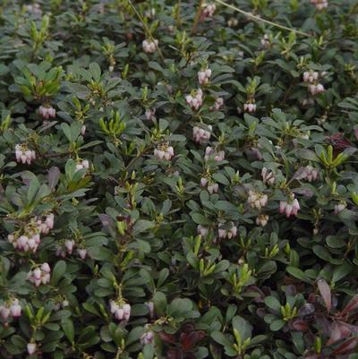 Arctostaphylos uva-ursi Massachusetts