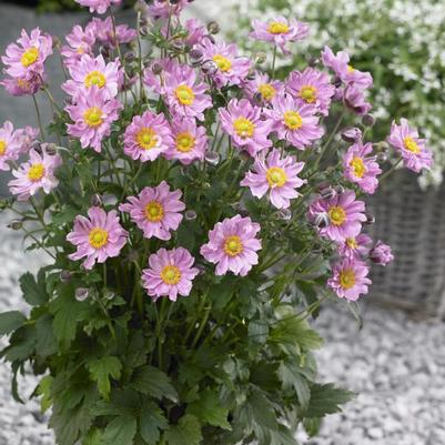 Anemone Fantasy&trade; Pocahontas