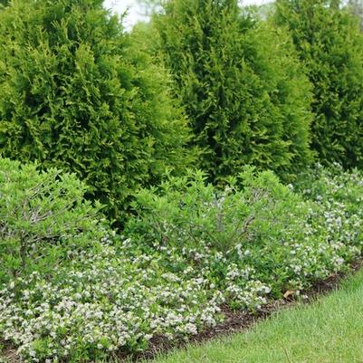 Aronia melanocarpa Ground Hug&reg;