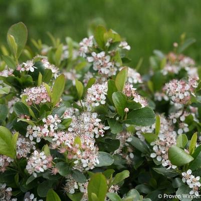 Aronia melanocarpa Low Scape Mound&reg;