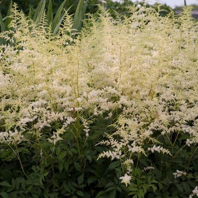 Astilbe x arendsii Bridal Veil&reg;