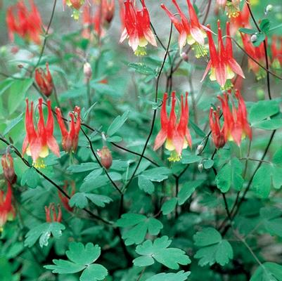 Aquilegia canadensis Little Lanterns