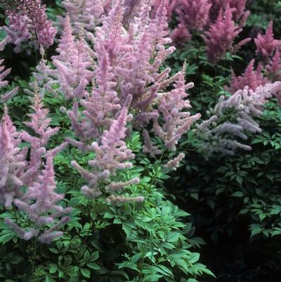 Astilbe x arendsii Gloria