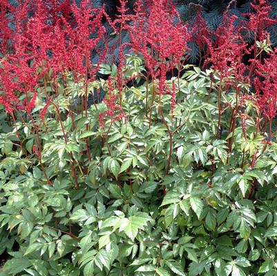 Astilbe x arendsii Glow (Glut)