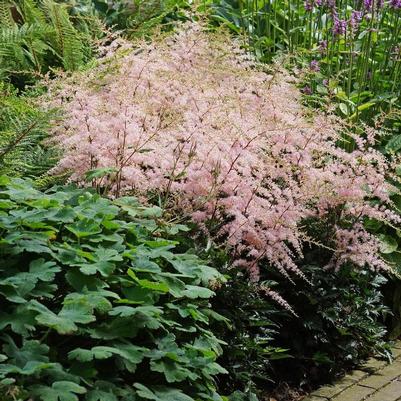 Astilbe simplicifolia Hennie Graafland