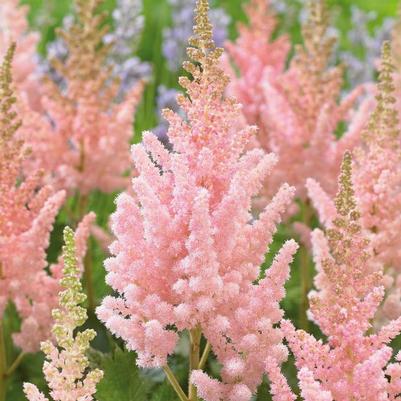 Astilbe chinensis Visions Inferno