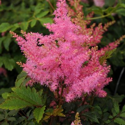 Astilbe japonica Younique&trade; Pink