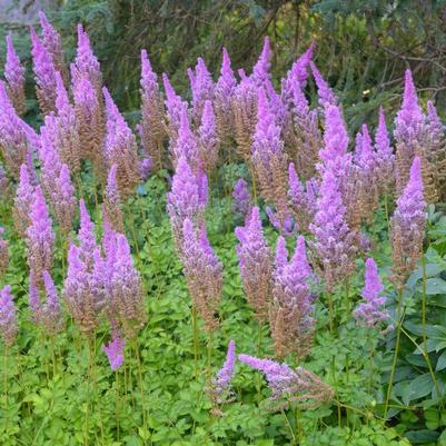 Astilbe chinensis Purple Candle