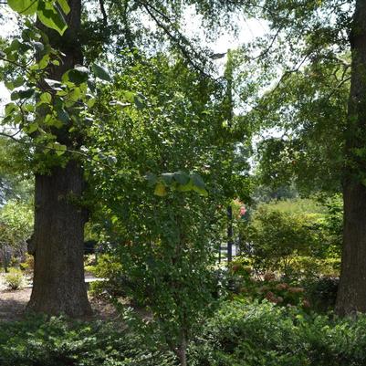 Cornus mas Golden Glory