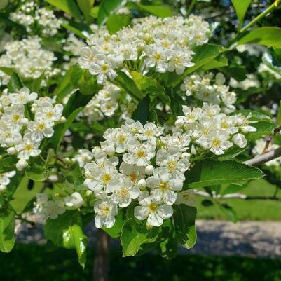 Crataegus crusgalli var inermis Crusader&reg;