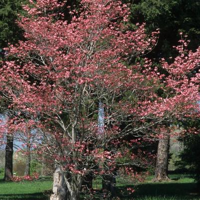 Cornus florida Cherokee Chief