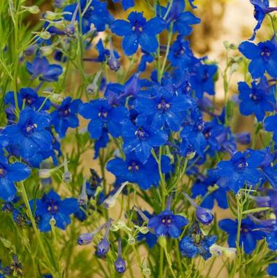 Delphinium grandiflorum Summer Nights