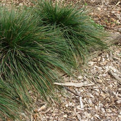 Deschampsia cespitosa Goldtau (Gold Dew)