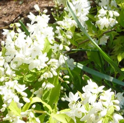 Deutzia gracilis Chardonnay Pearls&reg;