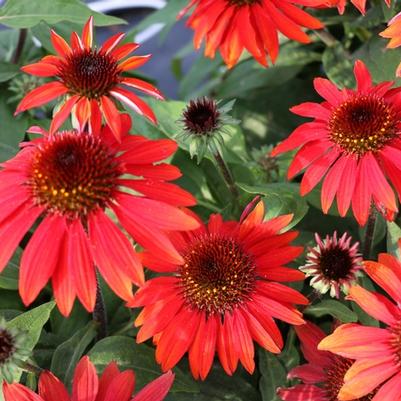 Echinacea Sombrero&reg; Sangrita