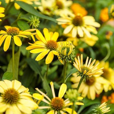 Echinacea Color Coded&trade; Yellow My Darling