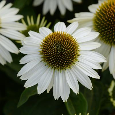 Echinacea Sombrero&reg; Blanco