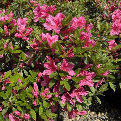 Rhododendron Girard hybrid Girard's Renee Michelle