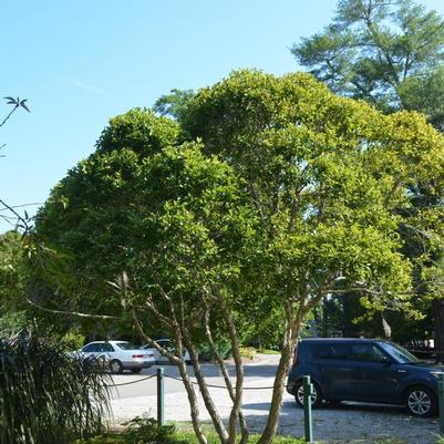 Betula nigra Fox Valley&trade; Little King