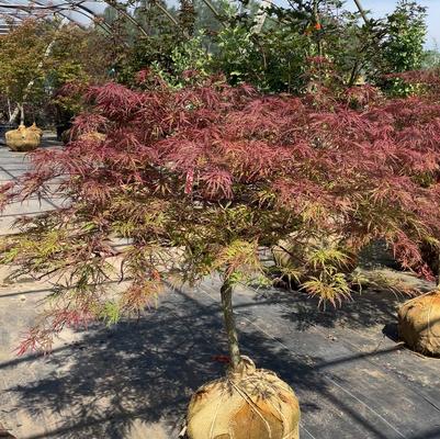 Acer palmatum var. dissectum Red Dragon