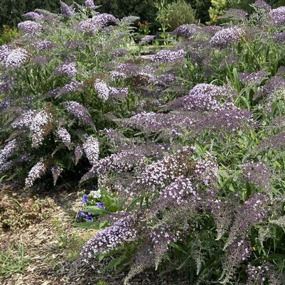 Buddleia Grand Cascade