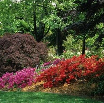 Acer palmatum var. dissectum Red Select