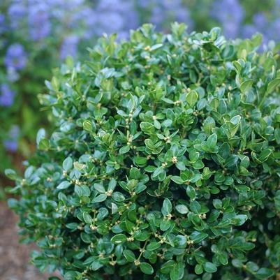 Buxus Neatball&reg;