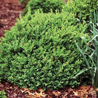 Buxus sempervirens North Star&reg;