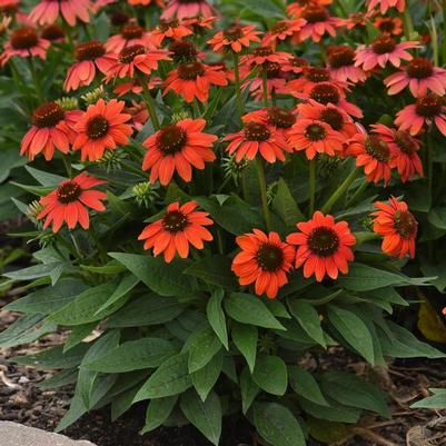 Echinacea purpurea Sombrero Poco&trade; Hot Coral
