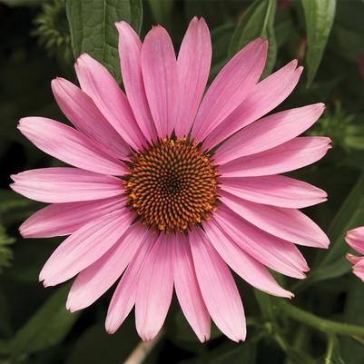 Echinacea purpurea Prairie Splendor&trade; Deep Rose