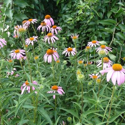 Echinacea purpurea 