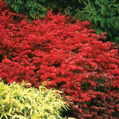 Euonymus alatus Fire Ball&reg;