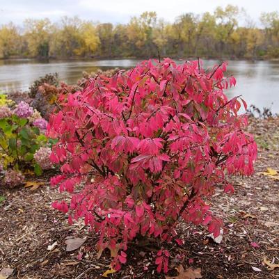 Euonymus alatus Fire Ball Seedless&reg;