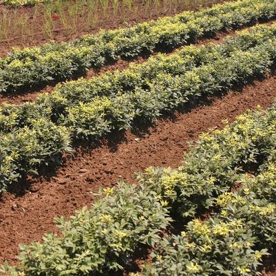 Euonymus alatus Rudy Haag