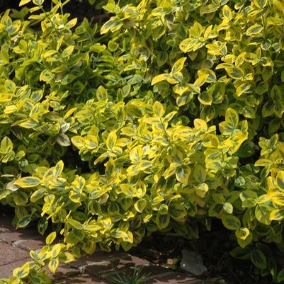 Euonymus fortunei Emerald n' Gold