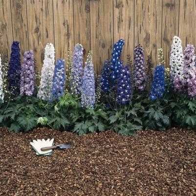 Delphinium elatum Magic Fountain Mix