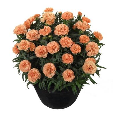 Dianthus caryophyllus Sunflor Luigi