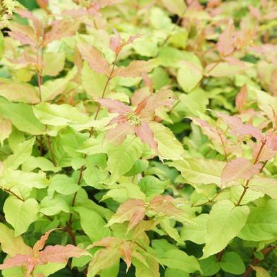 Diervilla Kodiak Fresh&reg;