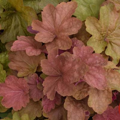 Heuchera villosa Big Top Caramel Apple