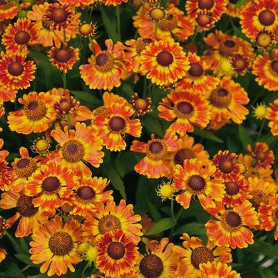 Helenium autumnale Mariachi&trade; Fuego