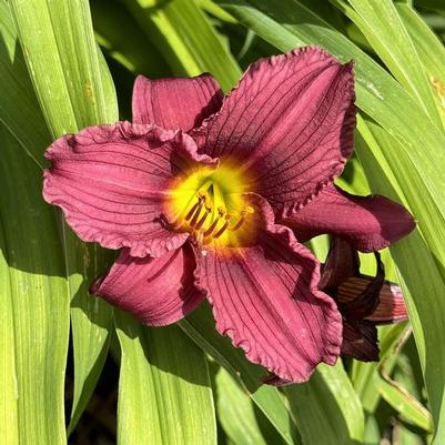Hemerocallis Little Grapette