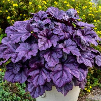Heuchera Dolce&reg; Wildberry