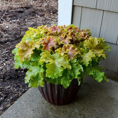 Heuchera Dolce&reg; Apple Twist