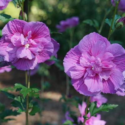 Hibiscus syriacus Chiffon&reg; Dark Lavender