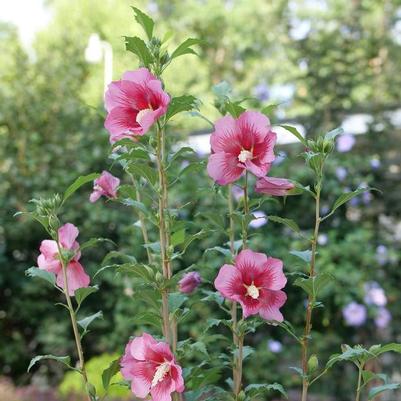 Hibiscus syriacus Red Pillar&reg;