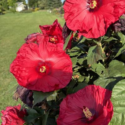 Hibiscus Summerific&reg; Valentine's Crush